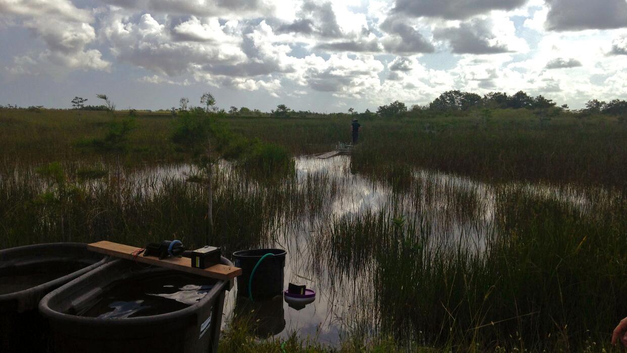 Un experimento dirigido por la Florida International University añade ag...