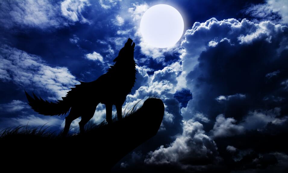 Meaning Of Dogs Barking At Night Meaning Of Dogs Barking At Night
