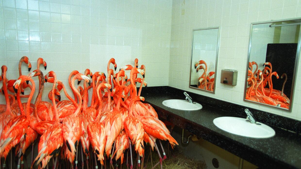 Flamingos en el baño del zoo de Miami el 14 de setiembre de 1999 durante...