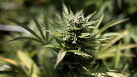 Planta de marihuana.