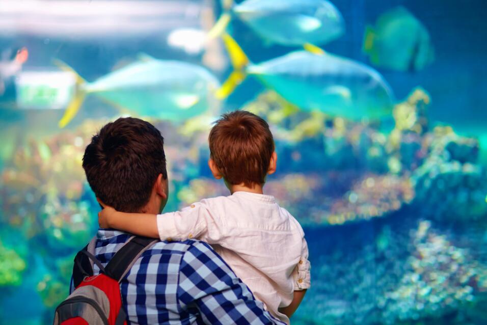 ¿Cuál es el elemento de tu signo? ¿Acuario es un signo de aire, o de agua?