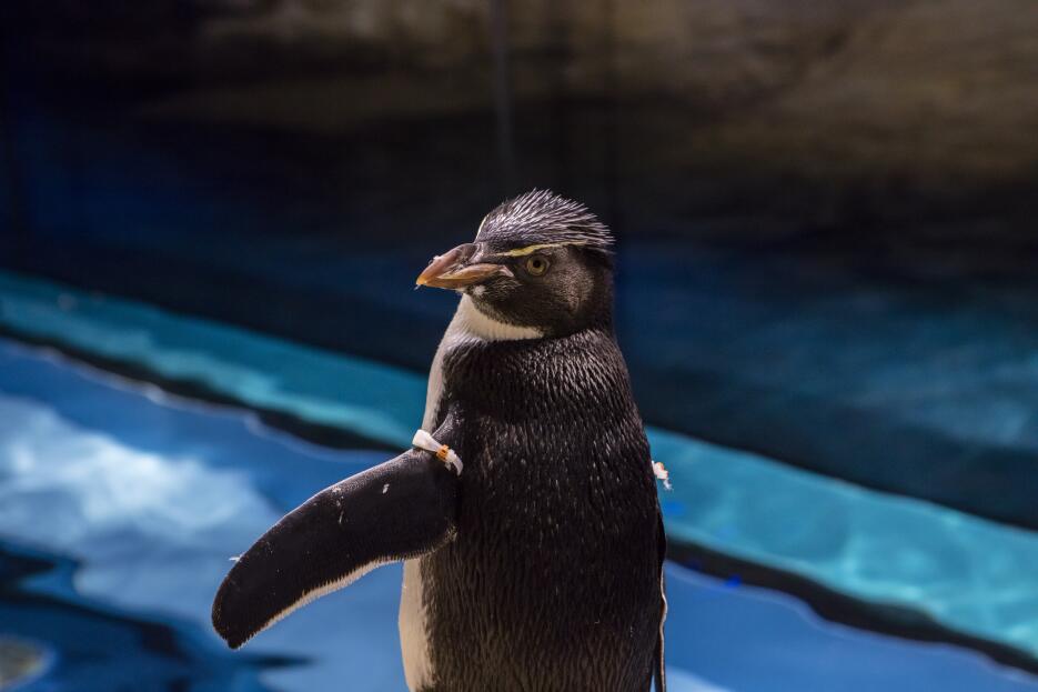 Pingüino número 23