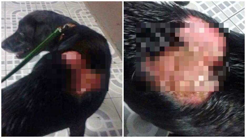 La Policía recibió una llamada notificando que habían tirado un perro de...