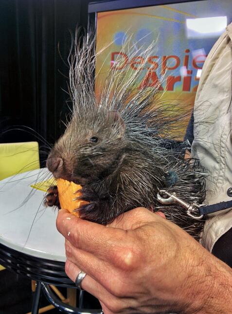 ¡El Zoológico de San Diego visita Univisión Arizona!
