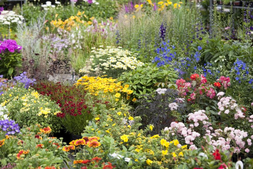plantas peligrosas