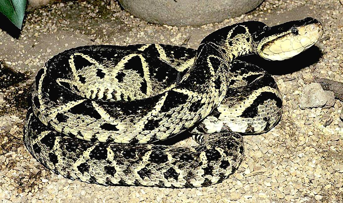 La serpiente 'cuatro narices' y su capacidad de dar a luz hasta a 80 crí...