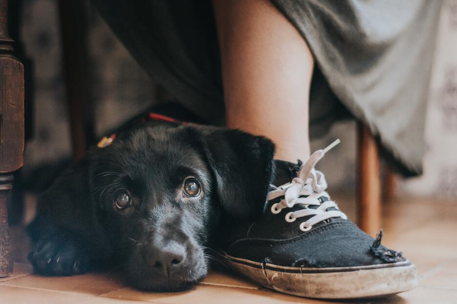DPOTY Mans Best Friend 1st and Overall Winner © Maria Davison The Kennel...