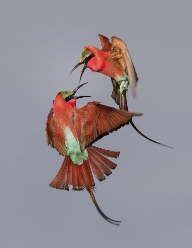 En fotos: el amor y la guerra en el mundo de las aves Southern_Carmine_B...
