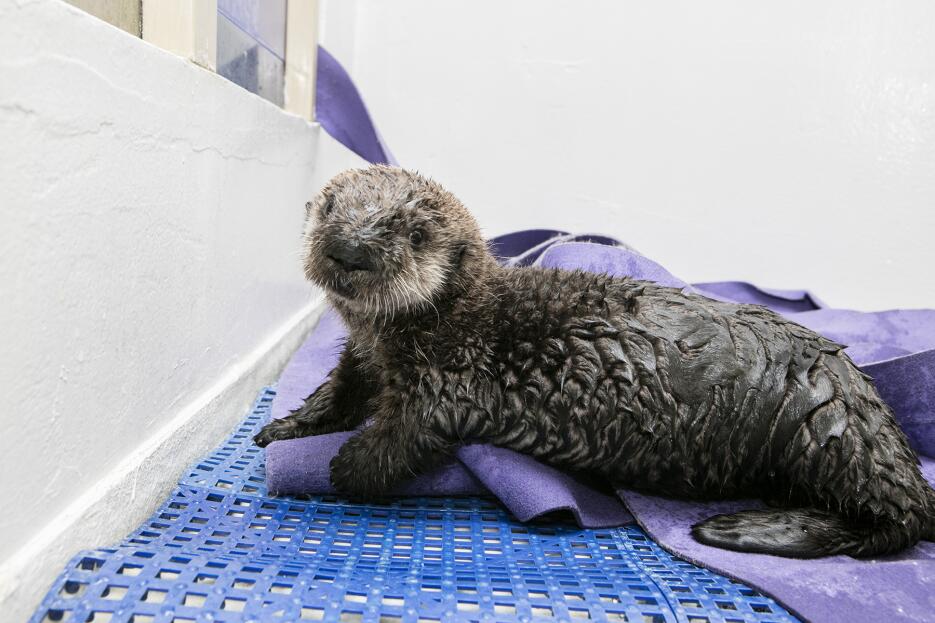 Pup 719, una nutria rescatada por el Acuario de Monterey Bay en Californ...