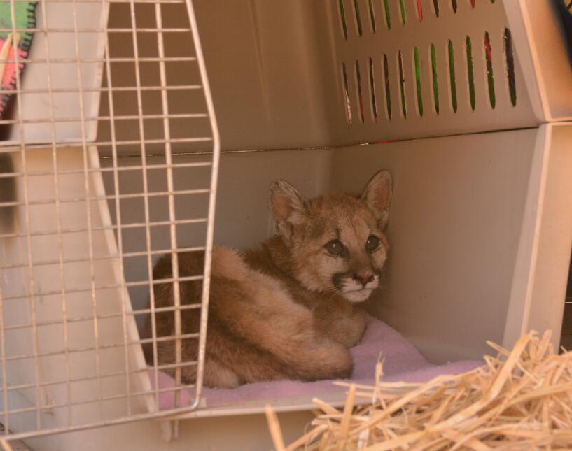 Gatica montés en recuperación