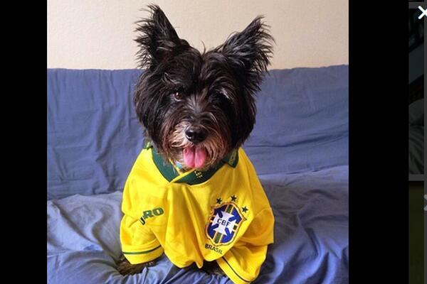 La pasión del futbol también le llega a las mascotas.
