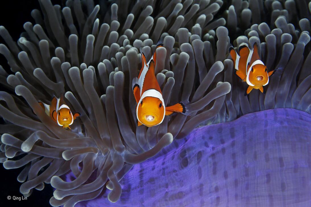 Los infiltrados. Tres peces payasos se asoman de entre los tentáculos de...