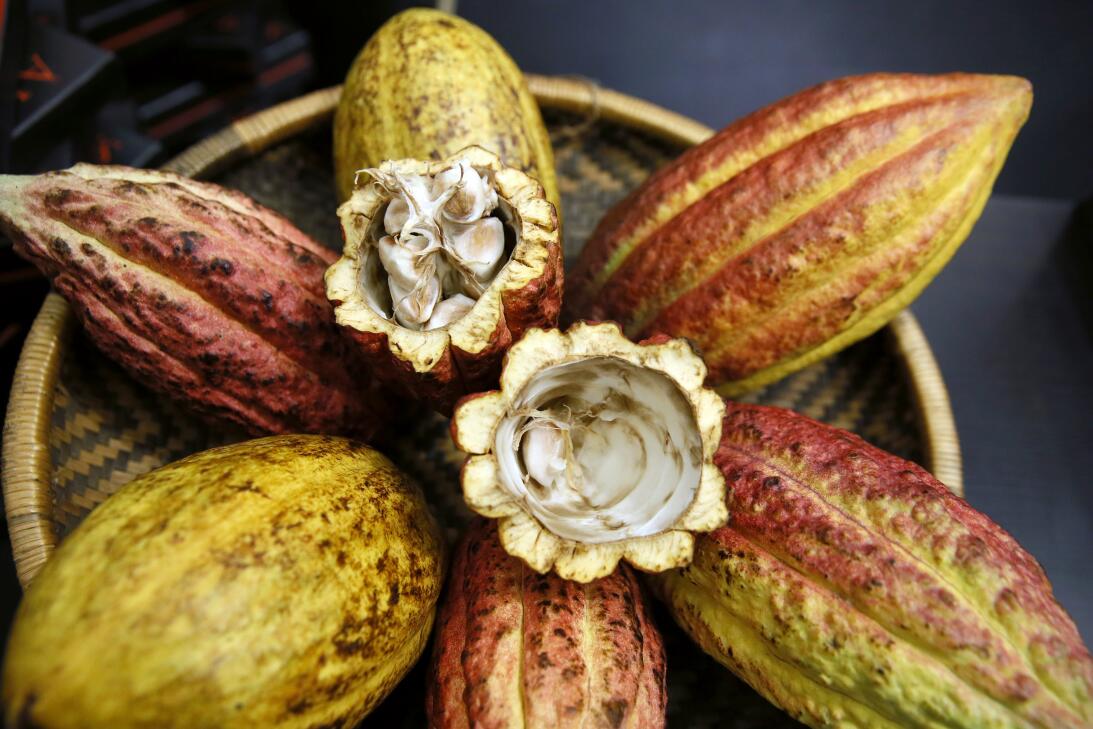 El cacao es un alimento rico en sustancias antioxidantes que benefician...