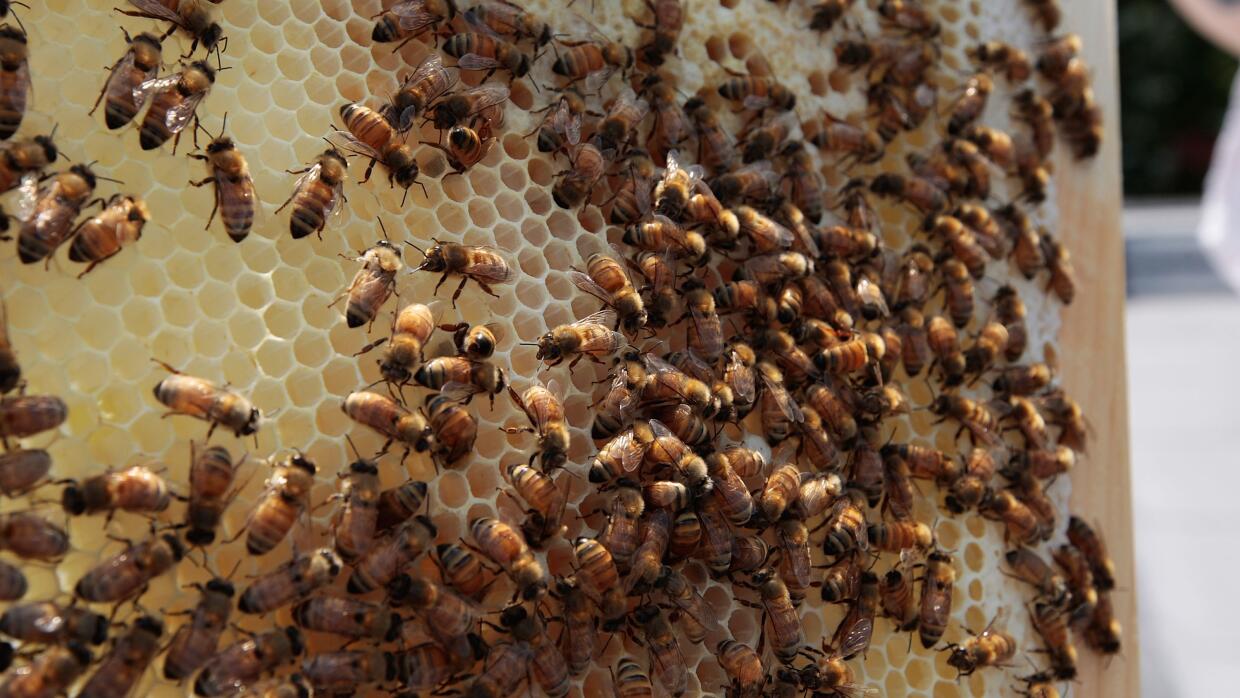 Scientists discover octopus that are building small ... - Univision 3 Las abejas también construyen 'ciudades' en sus colmenas.