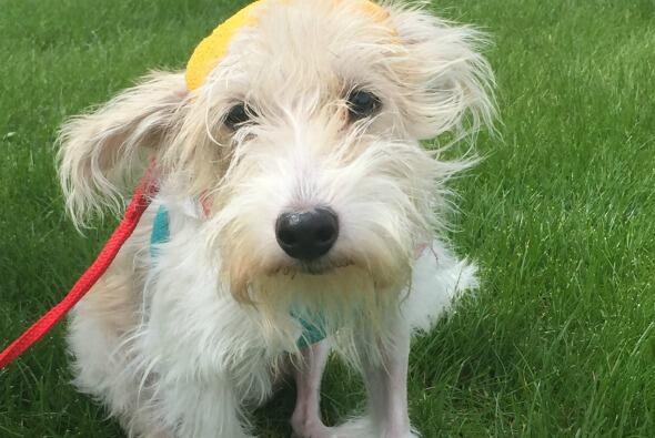 Callie, una perrita de 10 meses de edad se recupera tras haber sido lanz...