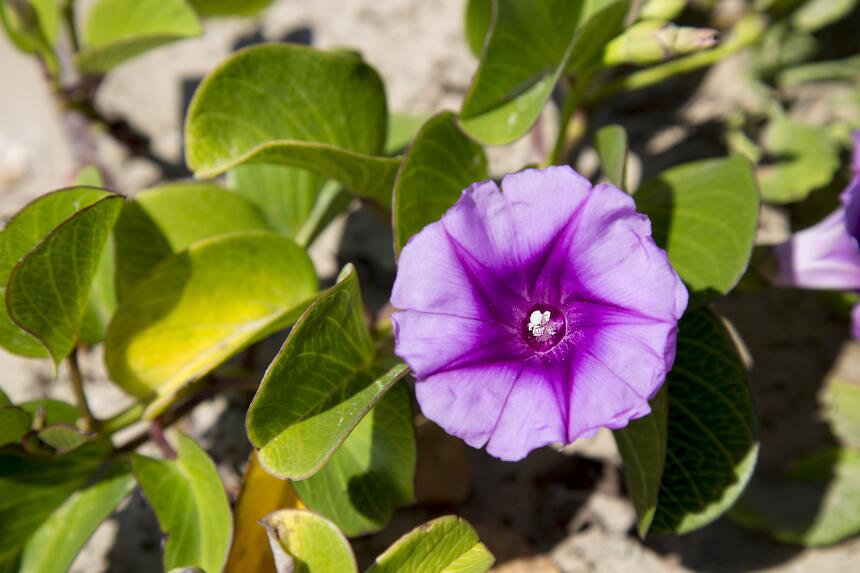 Las flores silvestres más exóticas de Texas Flores.jpg