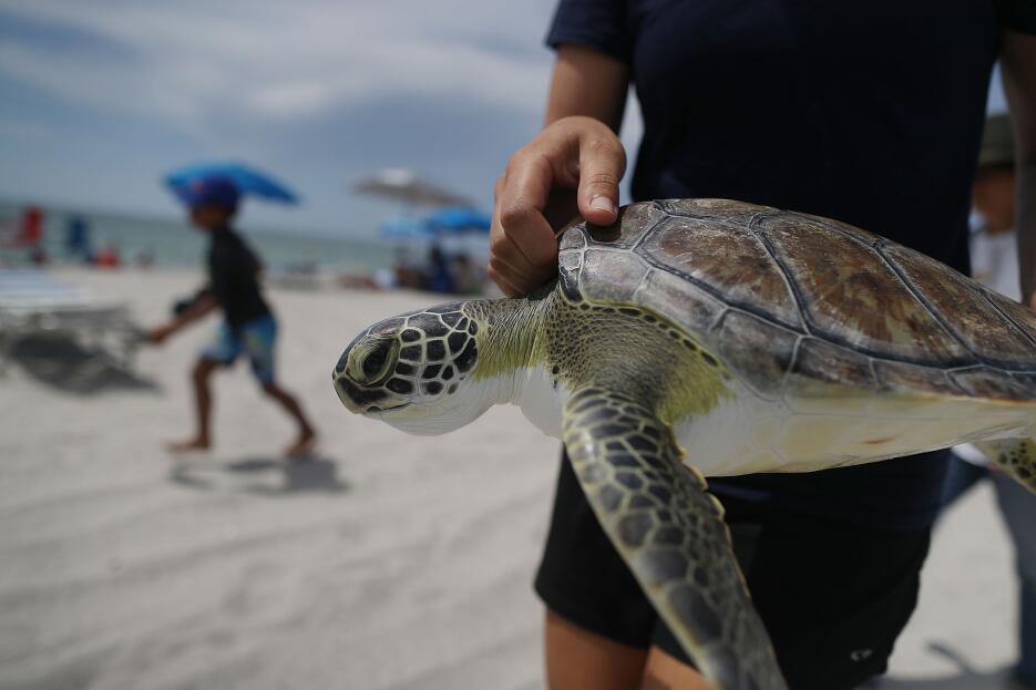 Regresan a su hábitat cinco tortugas de mar rescatadas en playas del sur...