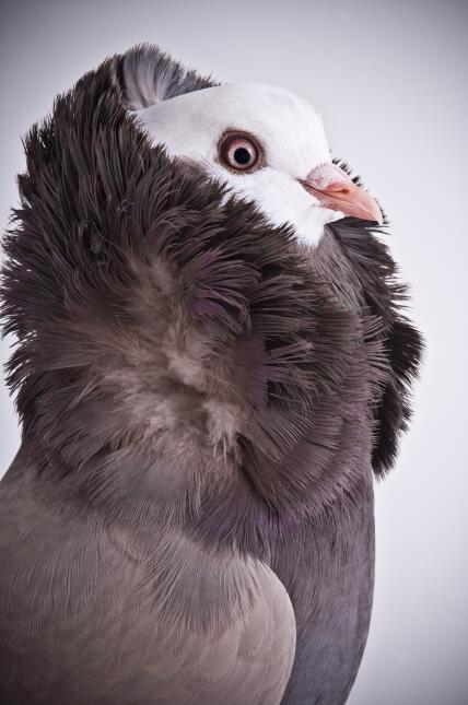 ¡Las aves también saben posar!