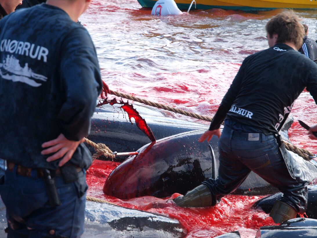 La matanza de ballenas en Dinamarca que reta con su rojo intenso a los a...