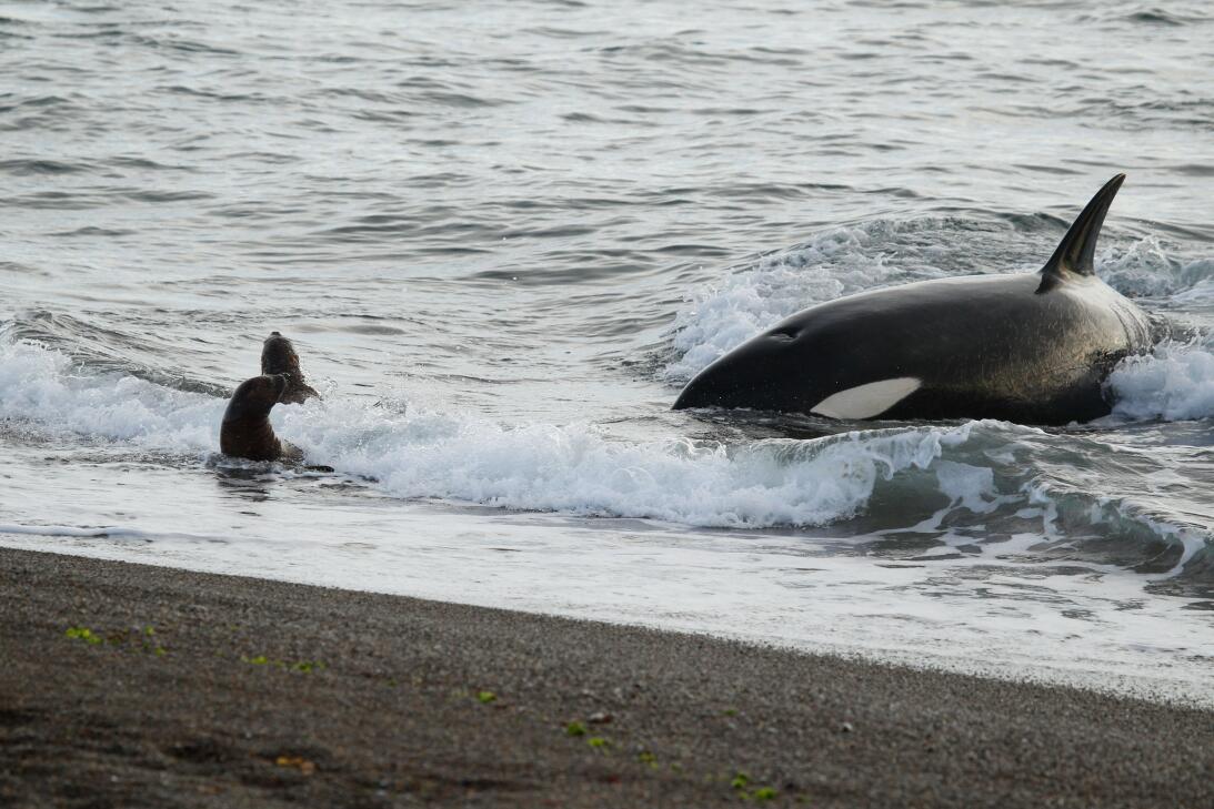 Así caza uno de los depredadores más poderosos del mundo: la ballena ase...