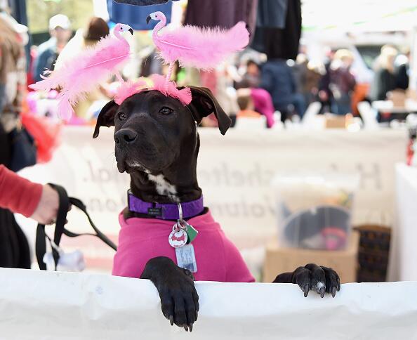 ASPCA celebra con los mejores amigos en NYC
