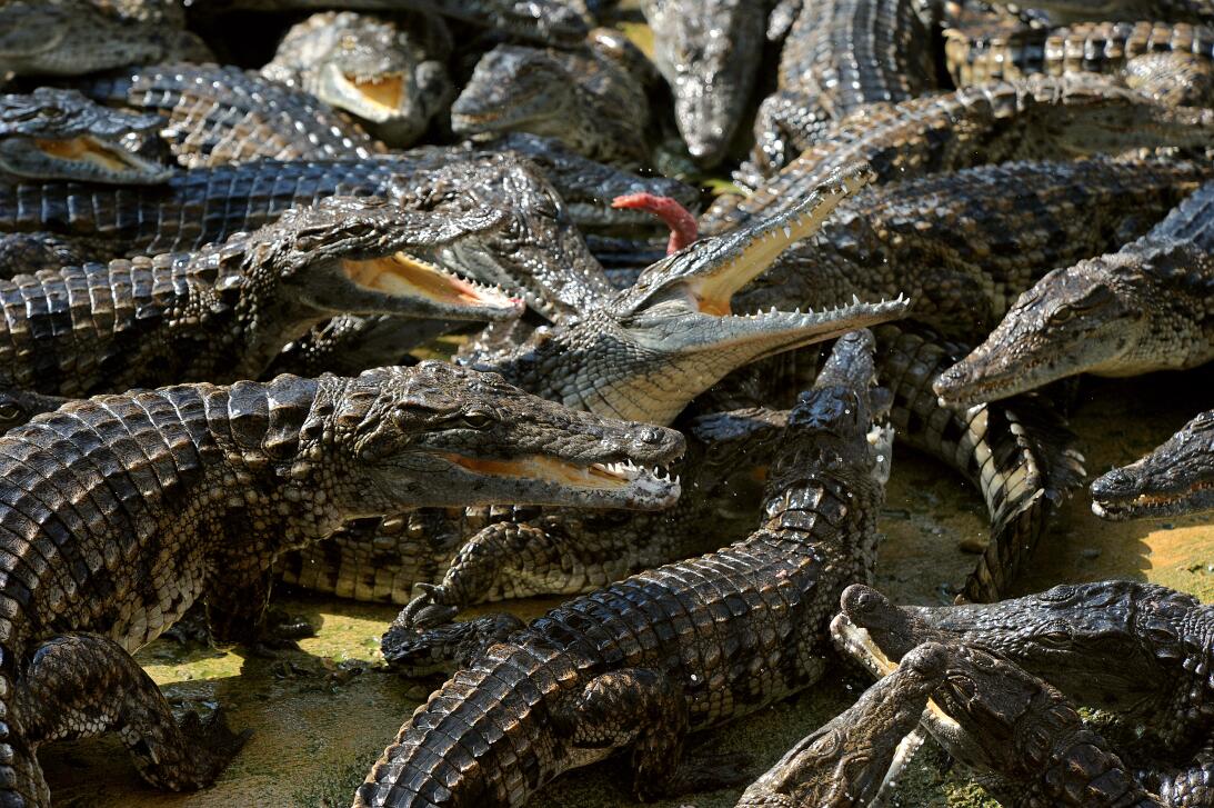 Las lágrimas de cocodrilo y otras curiosidades de uno de los animales má...