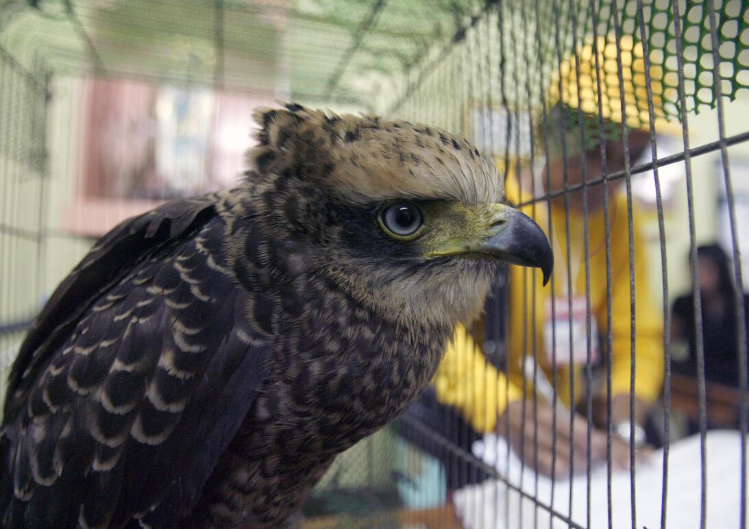 A serpent eagle sits inside its cage at Manila's police district Aug...