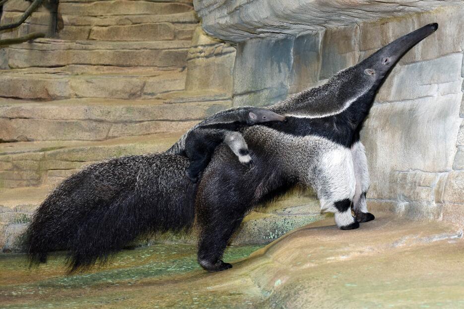 Nace cría de oso hormiguero en el zoológico Brookfield