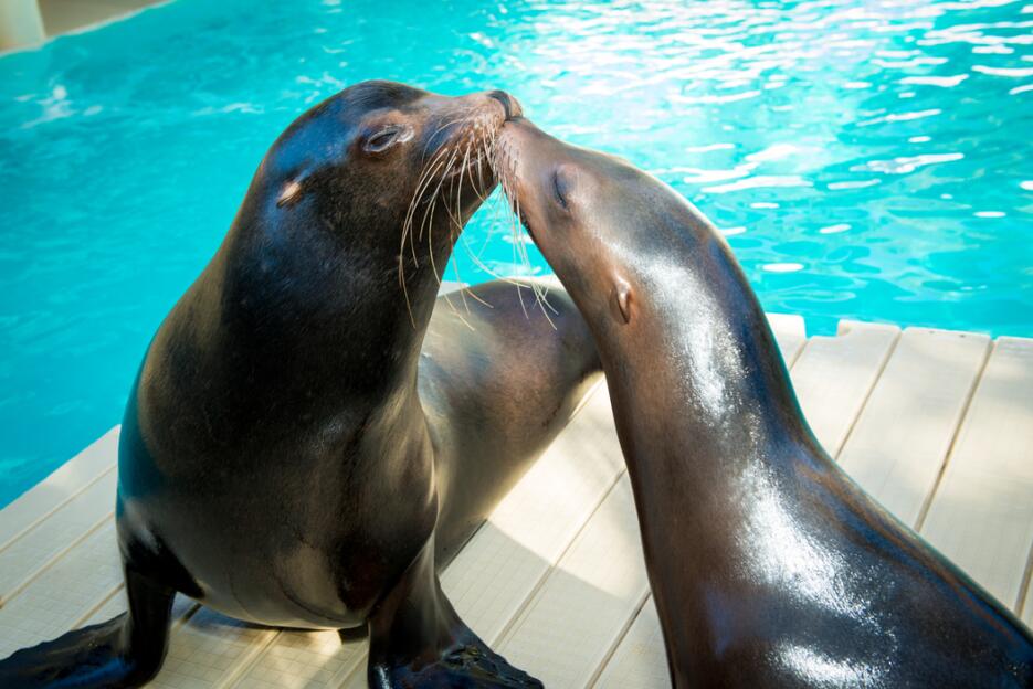 Celebran el día de San Valentín de una forma muy adorable