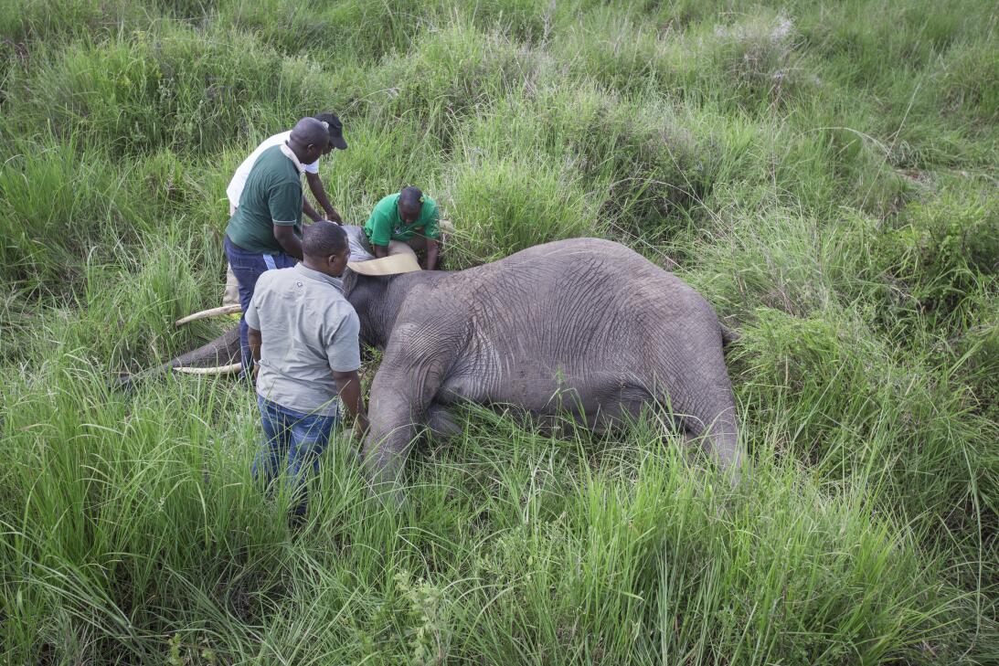 Un collar de radiomarcaje tamaño elefante busca salvar a esta especie en...