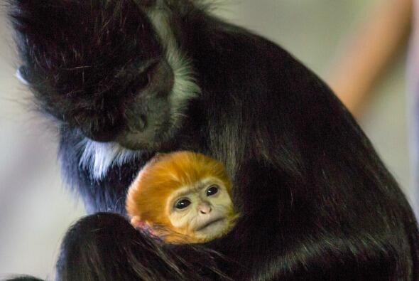 Nace un nuevo orangután en el zoológico Lincoln