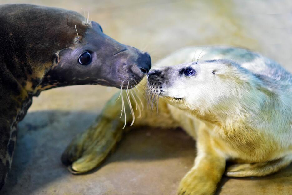 Nace bebé foca en el zoológico Brookfield