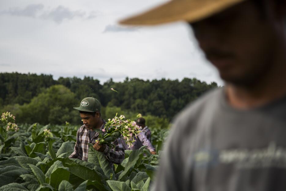 Cómo agricultores mexicanos labran un campo de tabaco en Tennessee tabac...