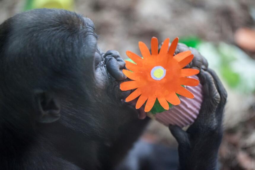 Gran fiesta de cumpleaños en el zoológico Lincoln Park