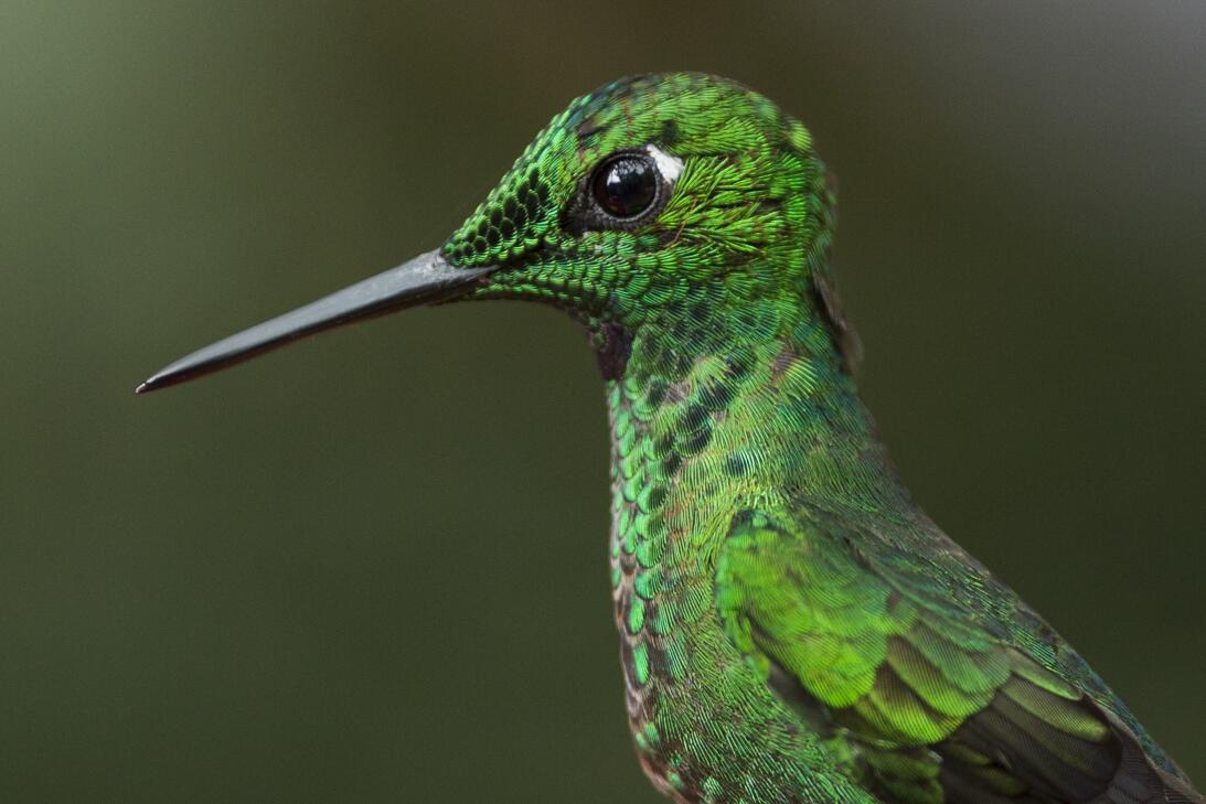 La razón por la que las aves no tienen canas y otros 14 secretos de su p...
