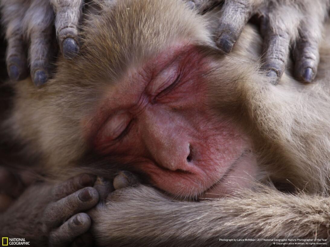 Premio Nat Geo 2017