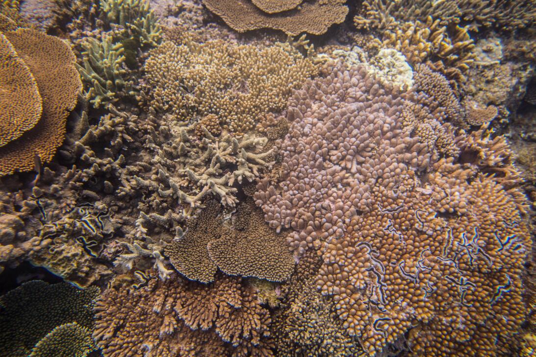 La Gran Barrera de Coral de Australia como ejemplo de resilencia natural...