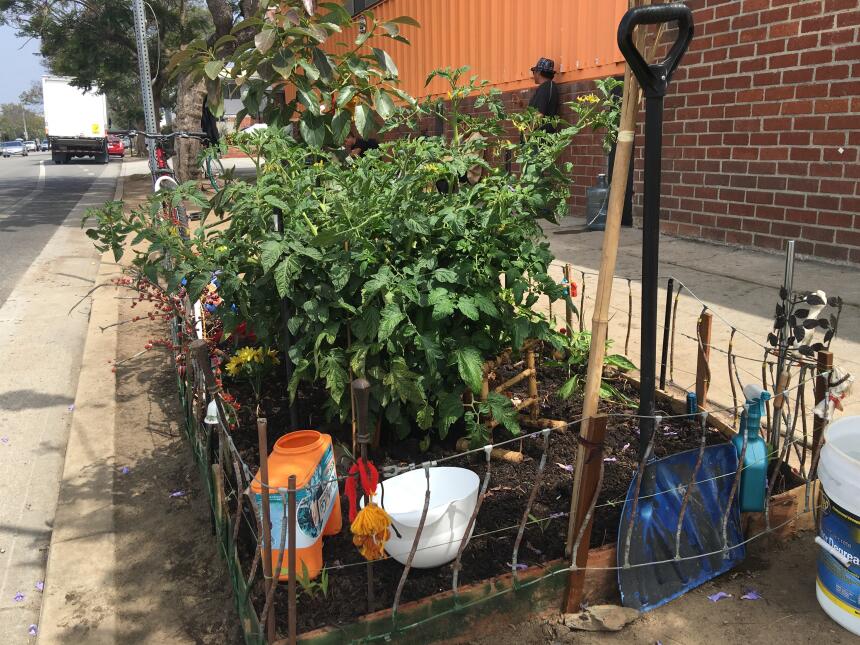 José Enrique empezó con una planta de jitomates.