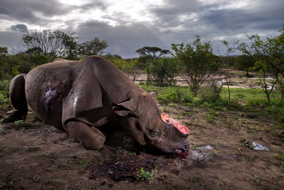 World Press Photo Dia de la tierra