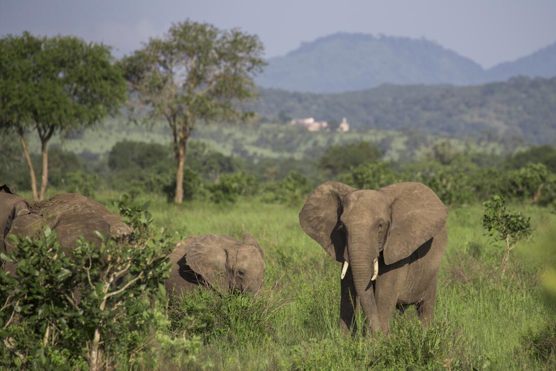 Un collar de radiomarcaje tamaño elefante busca salvar a esta especie en...
