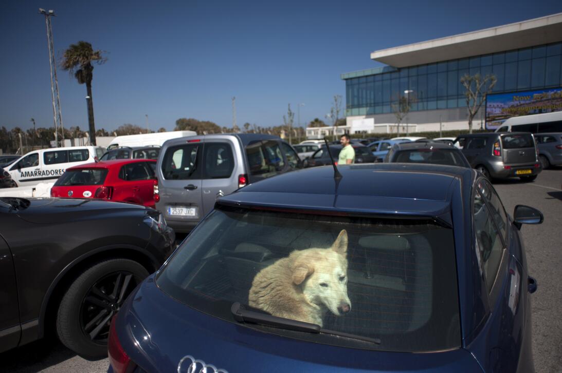 En la foto, Un perro mira desde dentro de un coche mientras espera a sus...