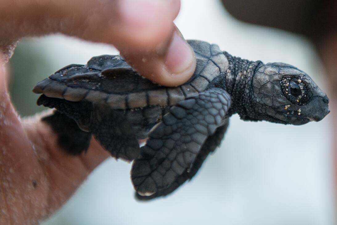 Cinco superpoderes de las tortugas que ni sospechabas GettyImages-456592...