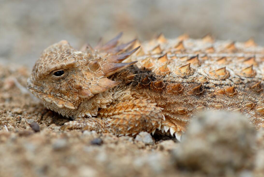 ¿Que los dragones no existen? Quizás quieras reconsiderarlo después de v...