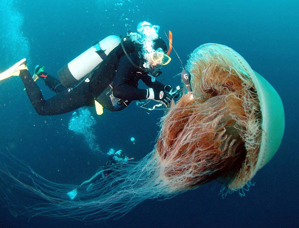 Resultado de imagen de MEDUSAS