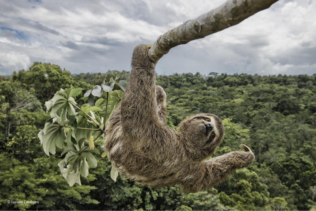 Un gorila abrazado a su rescatador y otras fotografías ganadoras del con...