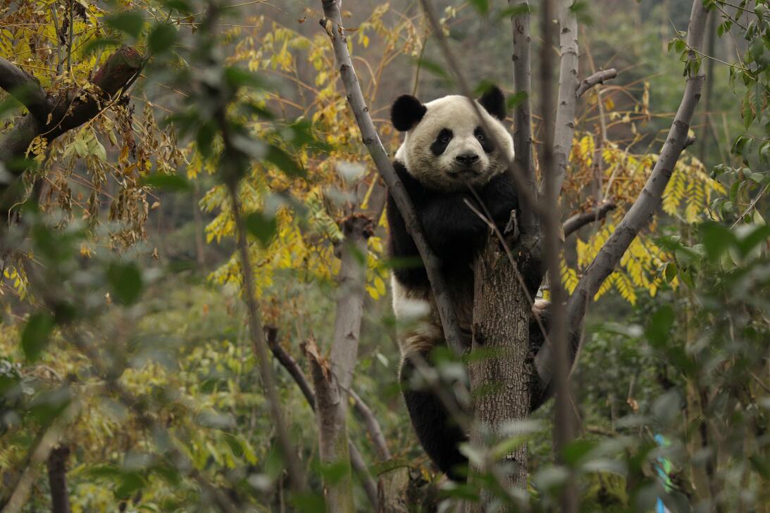 Para ‘el día más romántico’ del año, los pandas necesitan pornografía ge...