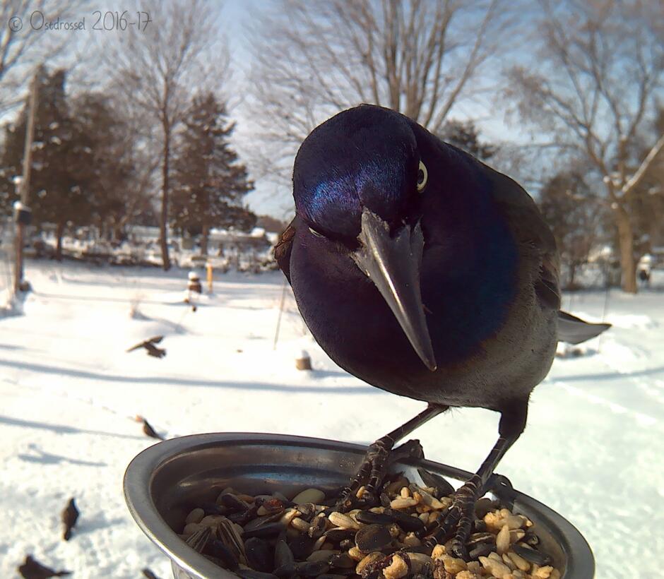 Cuando la curiosidad de las aves queda retratada en ‘selfies’ Grackle.jpg
