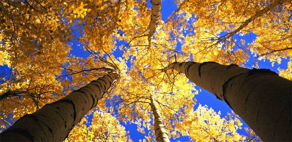 Estos son los 10 parques nacionales más visitados de Estados Unidos
ro...