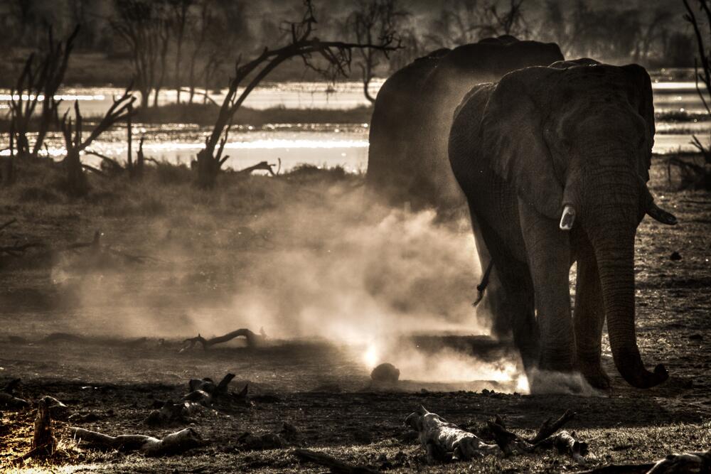 En fotos: El lado más salvaje de África retratado por una fotógrafa bras...