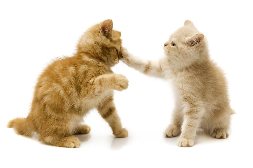 razas de gatos